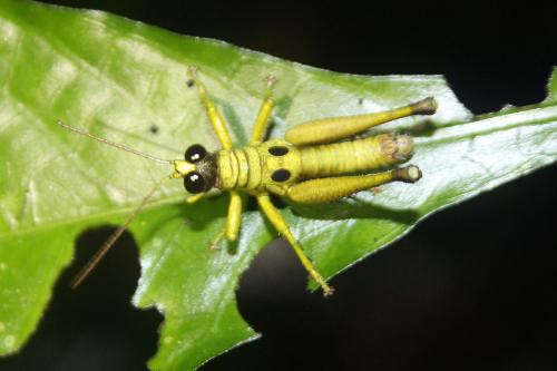 Ommatolampis perspicillata
